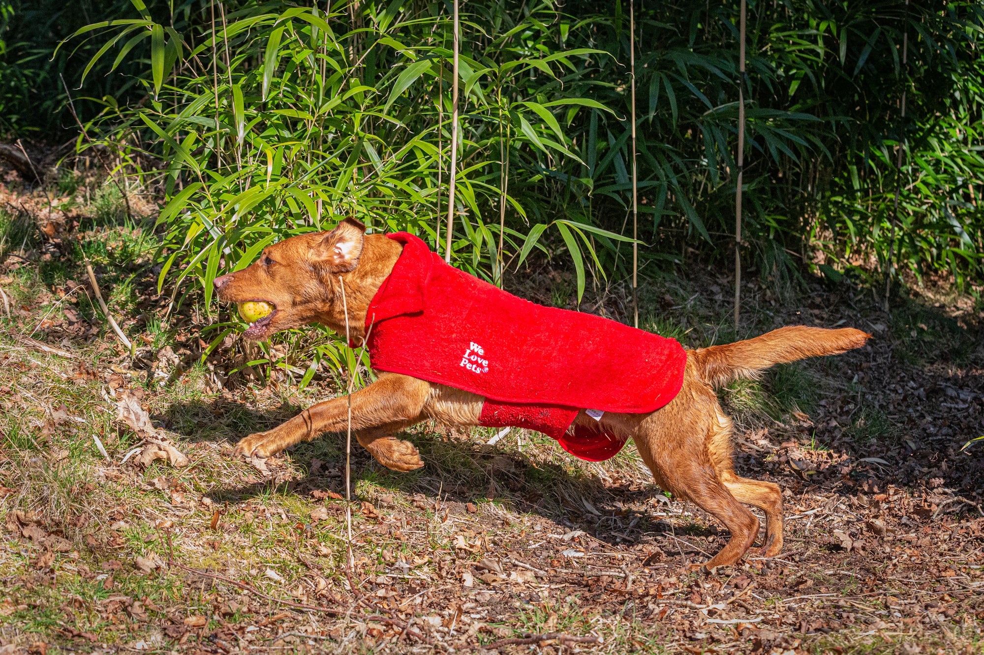 Super absorbent pet bathrobe for dogs after grooming or washing