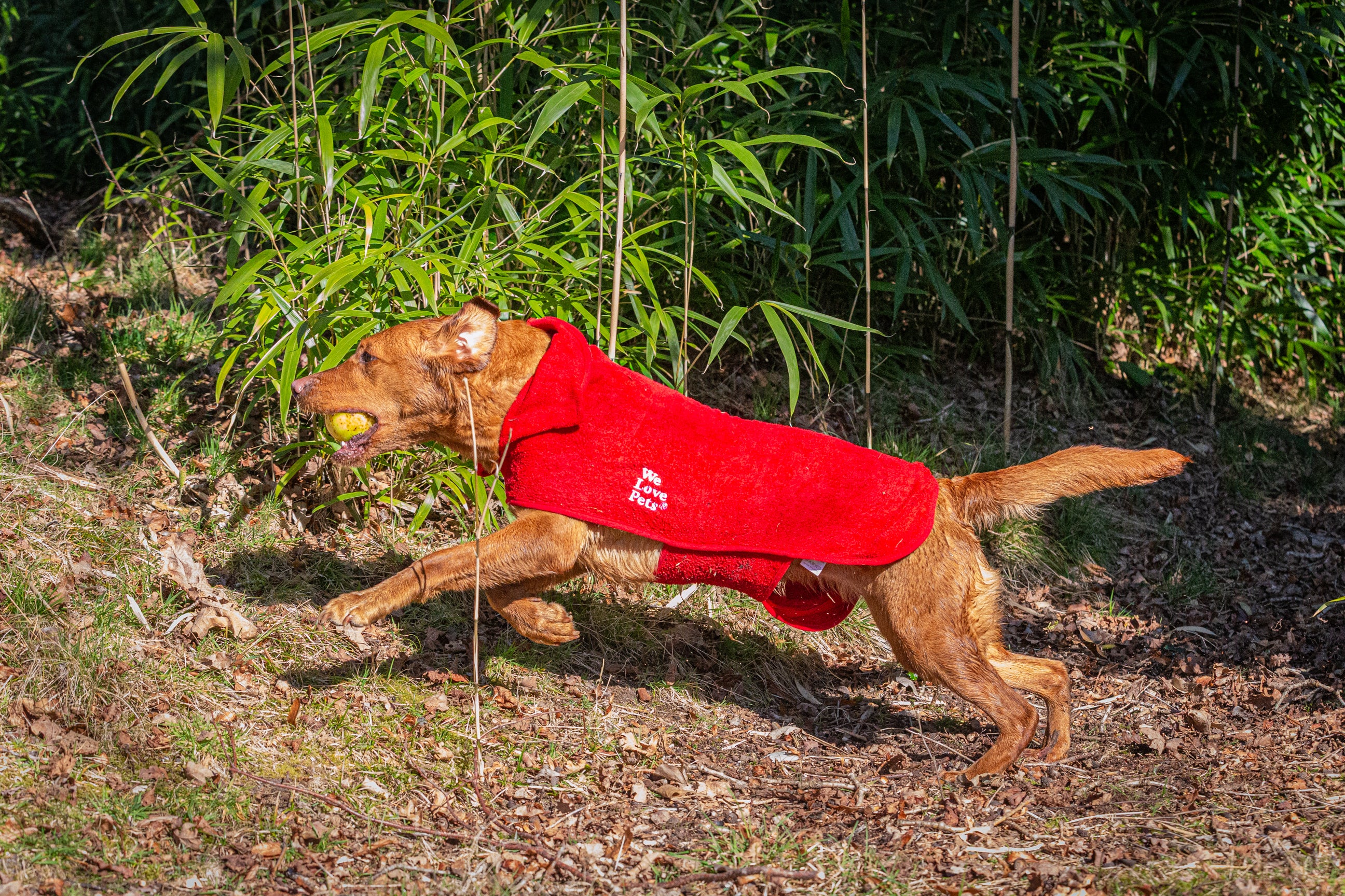 Super absorbent pet bathrobe for dogs after grooming or washing